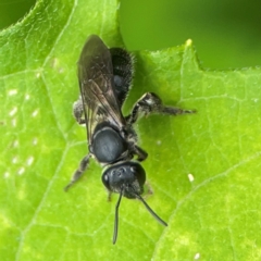 Lasioglossum (Chilalictus) sp. (genus & subgenus) at Surf Beach, NSW - 26 Jan 2024