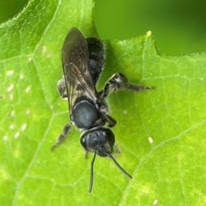 Lasioglossum (Chilalictus) sp. (genus & subgenus) at Surf Beach, NSW - 26 Jan 2024 01:40 PM