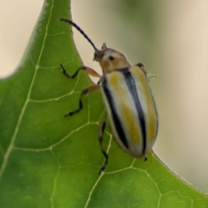 Lema (Quasilema) daturaphila at Surf Beach, NSW - 26 Jan 2024