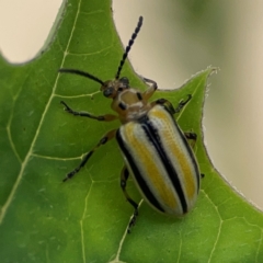 Lema (Quasilema) daturaphila at Surf Beach, NSW - 26 Jan 2024