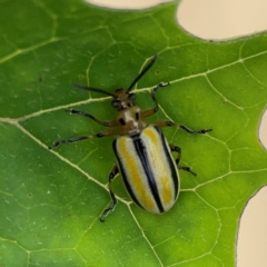 Lema (Quasilema) daturaphila at Surf Beach, NSW - 26 Jan 2024