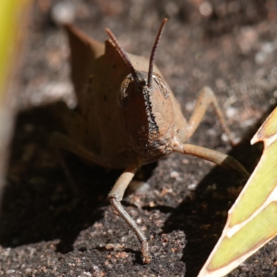 Goniaea australasiae (Gumleaf grasshopper) at Tianjara, NSW - 18 Jan 2024 by RobG1