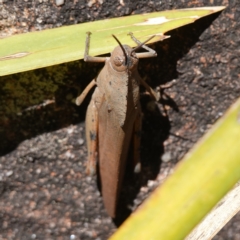 Goniaea australasiae at Tianjara, NSW - 18 Jan 2024