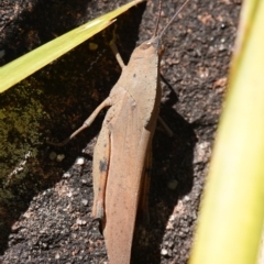 Goniaea australasiae at Tianjara, NSW - 18 Jan 2024 02:01 PM