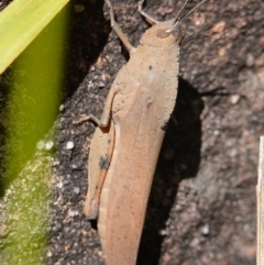 Goniaea australasiae at Tianjara, NSW - 18 Jan 2024