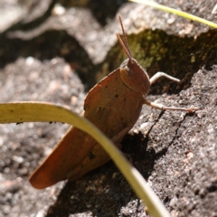 Goniaea australasiae at Tianjara, NSW - 18 Jan 2024