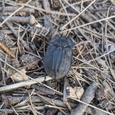 Cillibus incisus (Darkling Beetle) at Burrinjuck, NSW - 26 Jan 2024 by sduus