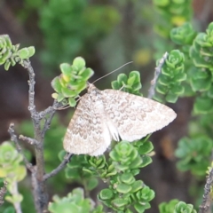 Chrysolarentia (genus) at Charlotte Pass, NSW - 25 Jan 2024 by JimL