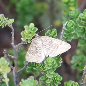 Chrysolarentia (genus) at Charlotte Pass - Kosciuszko NP - 25 Jan 2024