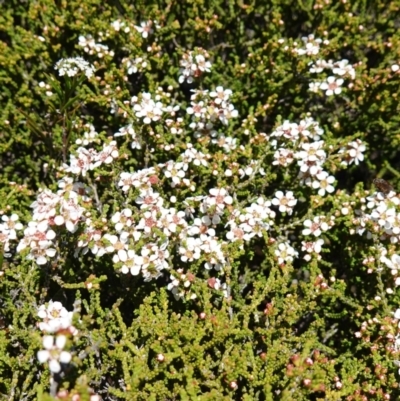 Baeckea brevifolia (Short-leaved Baeckea) at Tianjara, NSW - 18 Jan 2024 by RobG1