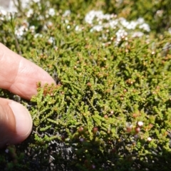 Baeckea brevifolia at Tianjara, NSW - 18 Jan 2024