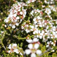 Baeckea brevifolia at Tianjara, NSW - 18 Jan 2024