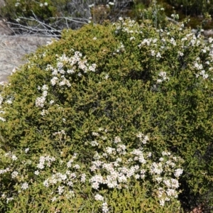 Baeckea brevifolia at Tianjara, NSW - 18 Jan 2024