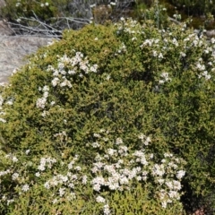 Baeckea brevifolia at Tianjara, NSW - 18 Jan 2024