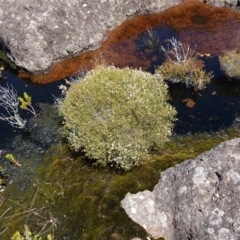 Baeckea brevifolia at Tianjara, NSW - 18 Jan 2024