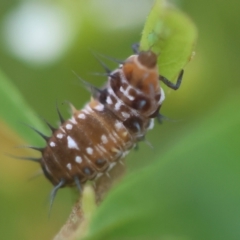 Apolinus lividigaster (Yellow Shouldered Ladybird) at Hughes Grassy Woodland - 26 Jan 2024 by LisaH