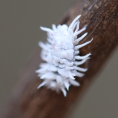 Cryptolaemus montrouzieri (Mealybug ladybird) at Hughes, ACT - 26 Jan 2024 by LisaH