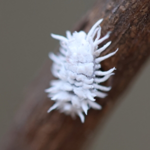 Cryptolaemus montrouzieri at Red Hill to Yarralumla Creek - 26 Jan 2024