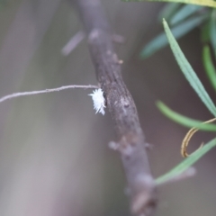 Cryptolaemus montrouzieri at Red Hill to Yarralumla Creek - 26 Jan 2024