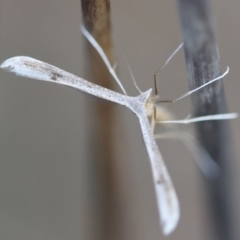 Wheeleria spilodactylus (Horehound plume moth) at Red Hill to Yarralumla Creek - 26 Jan 2024 by LisaH