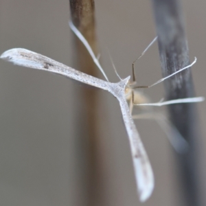 Wheeleria spilodactylus at Red Hill to Yarralumla Creek - 26 Jan 2024 07:26 PM