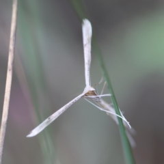 Wheeleria spilodactylus at Red Hill to Yarralumla Creek - 26 Jan 2024 07:26 PM