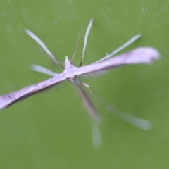 Wheeleria spilodactylus at Red Hill to Yarralumla Creek - 26 Jan 2024 07:26 PM