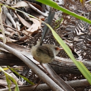 Malurus lamberti at Jervis Bay National Park - 23 Jan 2024 03:06 PM