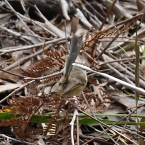 Malurus lamberti at Jervis Bay National Park - 23 Jan 2024