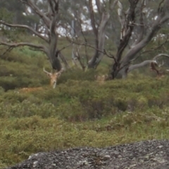 Dama dama (Fallow Deer) at Charlotte Pass, NSW - 25 Jan 2024 by JimL