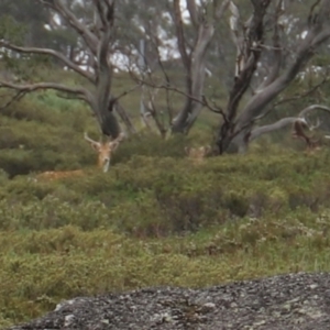 Dama dama at Charlotte Pass, NSW - 25 Jan 2024