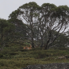 Dama dama at Charlotte Pass, NSW - 25 Jan 2024