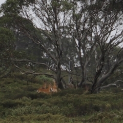 Dama dama at Charlotte Pass, NSW - 25 Jan 2024