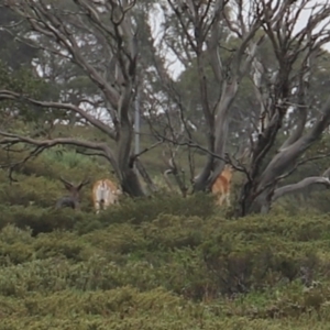 Dama dama at Charlotte Pass, NSW - 25 Jan 2024