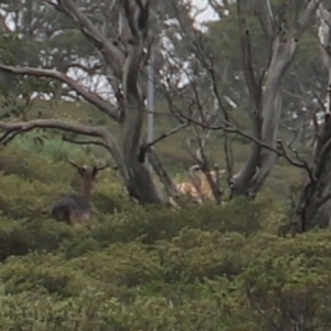 Dama dama at Charlotte Pass, NSW - 25 Jan 2024