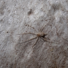 Tamopsis sp. (genus) (Two-tailed spider) at Symonston, ACT - 28 Apr 2021 by Miranda