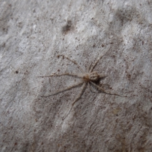 Tamopsis sp. (genus) at Callum Brae - 28 Apr 2021 11:33 AM