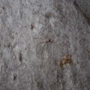 Tamopsis sp. (genus) at Callum Brae - 28 Apr 2021 11:33 AM