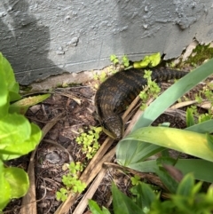 Tiliqua scincoides scincoides (Eastern Blue-tongue) at QPRC LGA - 22 Jan 2024 by stellabellaxx