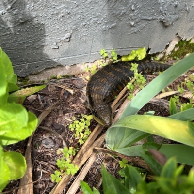 Tiliqua scincoides scincoides (Eastern Blue-tongue) at QPRC LGA - 21 Jan 2024 by stellabellaxx