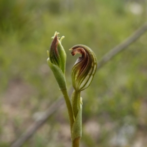 Speculantha furva at Morton National Park - 24 Jan 2024