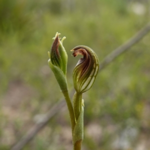 Speculantha furva at Morton National Park - suppressed