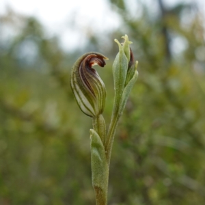 Speculantha furva at Morton National Park - 24 Jan 2024