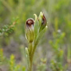 Speculantha furva at Morton National Park - 24 Jan 2024