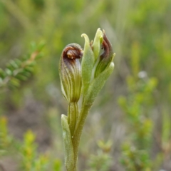 Speculantha furva at Morton National Park - suppressed