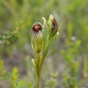 Speculantha furva at Morton National Park - 24 Jan 2024