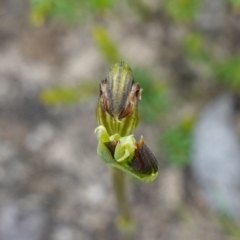 Speculantha furva at Morton National Park - 24 Jan 2024