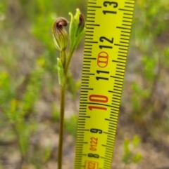 Speculantha furva at Morton National Park - 24 Jan 2024