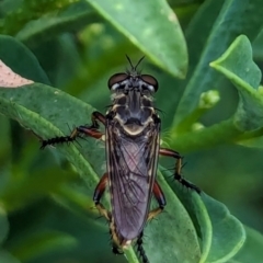 Asilinae sp. (subfamily) at Watson, ACT - 26 Jan 2024 by AniseStar