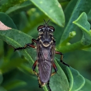 Thereutria amaraca at Watson, ACT - 26 Jan 2024